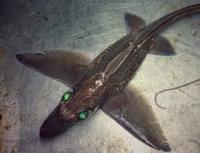 Zwarte haasvis.  Wat zijn chimaeravissen?  Wat voor soort vis is een hersenschim?