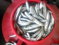 Ryby anchois: zawartość kalorii i przepisy kulinarne