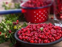 Cara menyiapkan lingonberry untuk musim dingin untuk mengawetkan vitamin